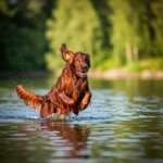 <h1>Do Irish Setters Like Water? Swimming and Playtime Explained</h1>